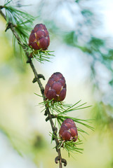 branch of larch with cones
