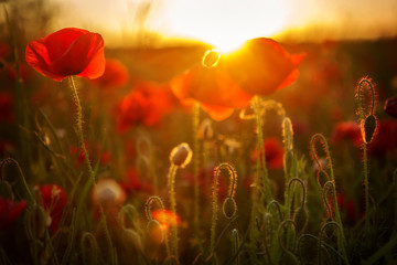 Poppies at sunset - 85192867