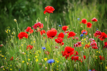 beautiful poppies meadow