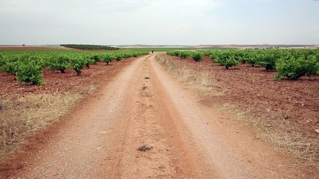 Bicycle touring through the vineyards on a country road