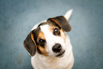 adorable little jack russel dog looking at the camera