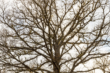Ramaje de la copa de un roble sin hojas, en invierno