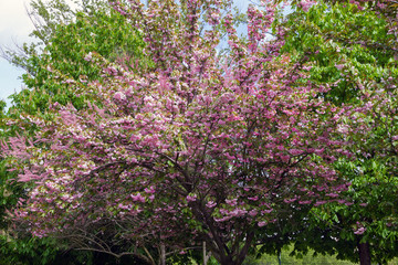 Flores de árbol Prunus serrulata. Cerezo japonés en primavera