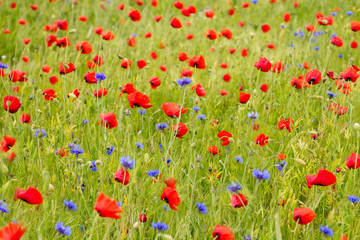 Flowering red poppies at the field.