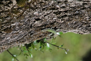Garten, Baum, Olivenbaum, Eidechse