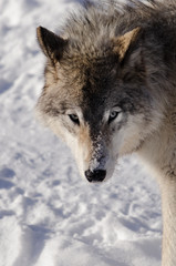 Obraz premium Timber Wolf