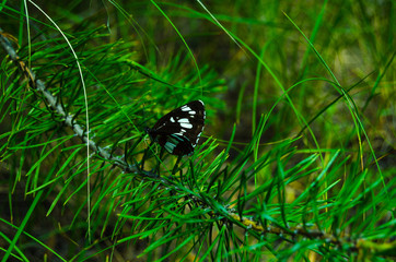 Butterfly in the forest