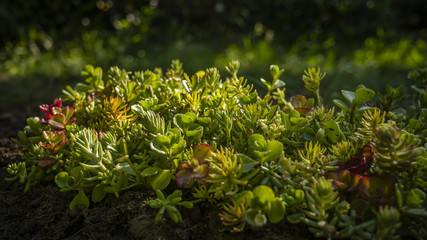 Sedum plant lit by early morning sun rays