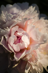 Pink Peony