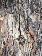 Tree bark texture. Tracery from  nature wood. Old wood tree texture background pattern.