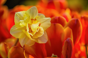 Yellow daffodil flower surrounded by red tulips