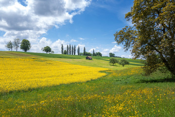 Gelb blühende ländliche Landschaft im Frühling  