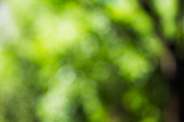 green bokeh foliage. natural background