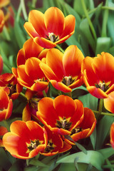 Fototapeta premium Bright red tulips blooming in the flowerbed