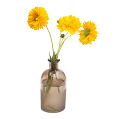 Coreopsis in vintage vase isolated on white background