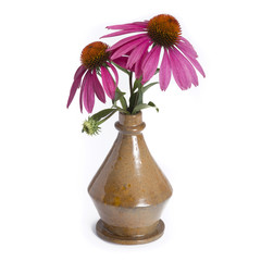 Echinacea in vintage vase isolated on white background