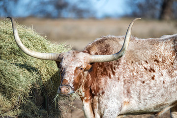 Texas Longhorn feeding in the pasture