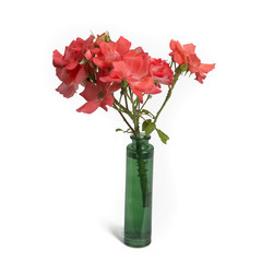 Rosa in vintage vase isolated on white background