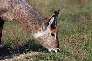 Wasserbock