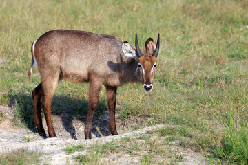 Wasserbock