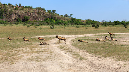 Wild Dogs