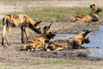 Wild Dogs