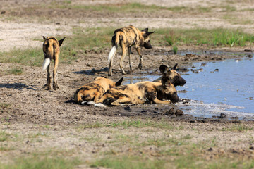 Wild Dogs