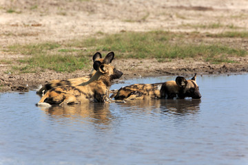Wild Dogs