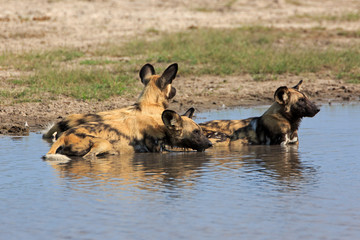 Wild Dogs