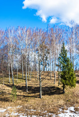 Obraz premium Spring landscape.