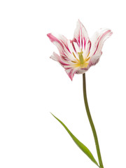 colorful tulip on white background