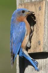 Male Eastern Bluebird