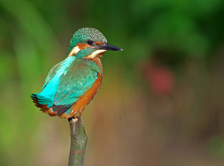 Kingfisher on a branch 23