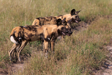 Wild Dogs