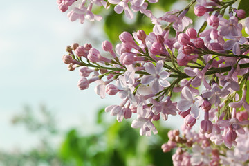 Fototapeta premium Beautiful bunch of lilacs on blue sky background. Shooting varie