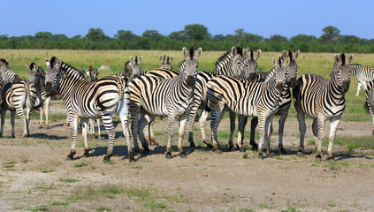 Obraz na płótnie Canvas Zebras