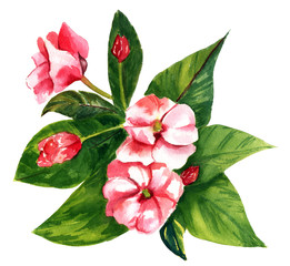 Fototapety  Styl Vintage akwarela rysunek różowy kwiat z zielonymi liśćmi