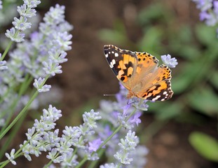 Бабочка на цветах лаванды
