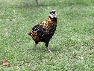 Пёстрый китайский фазан (Syrmaticus reevesii)