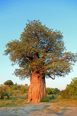 Tableaux ronds sur aluminium brossé Baobab Baobab