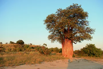 Peel and stick wall murals Baobab Baobab
