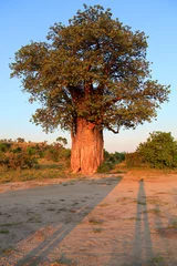 Papier Peint photo Lavable Baobab Baobab