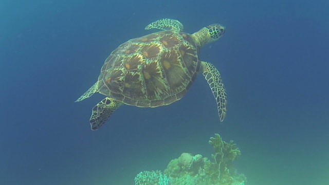 Sea turtle in Philippine Sea