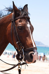 Horse with bridle