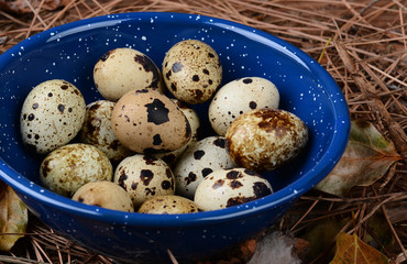 Quail Eggs In Hikers Bowl