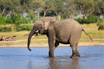 Elefant am Wasserloch