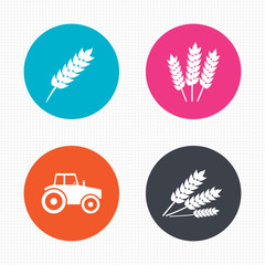 Agricultural icons. Wheat corn or Gluten free.