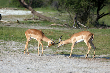 Impalas