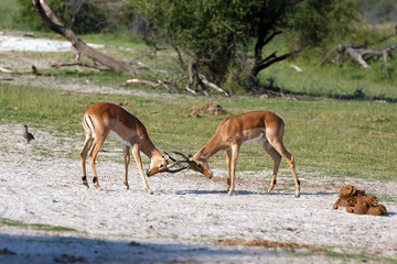 Impalas