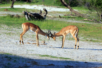 Impalas